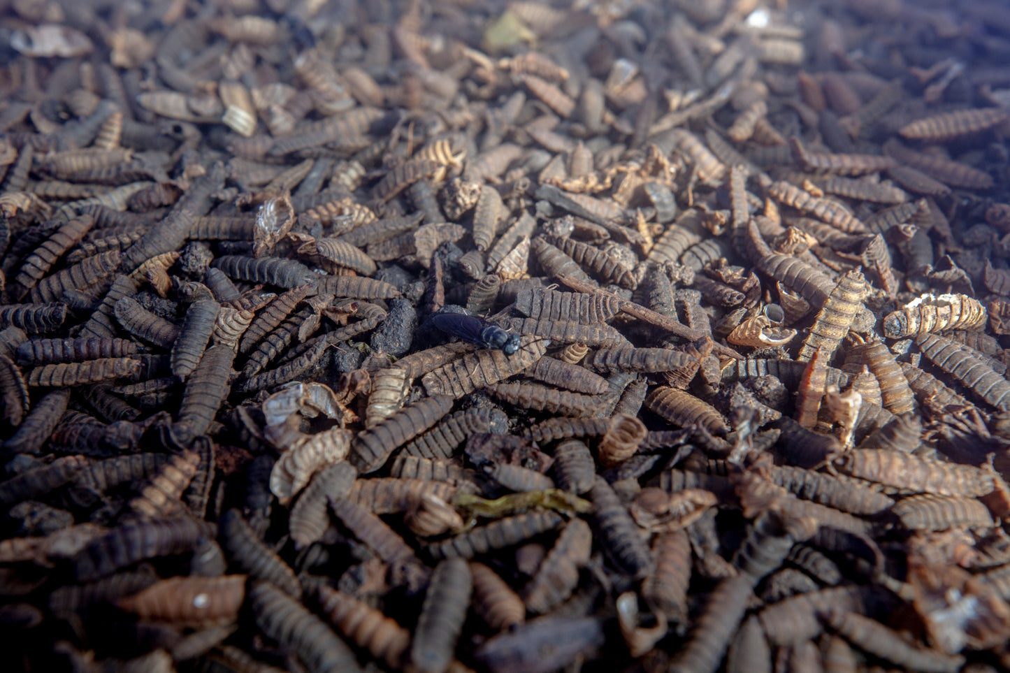 Dehydrated Black Soldier Fly Larvae