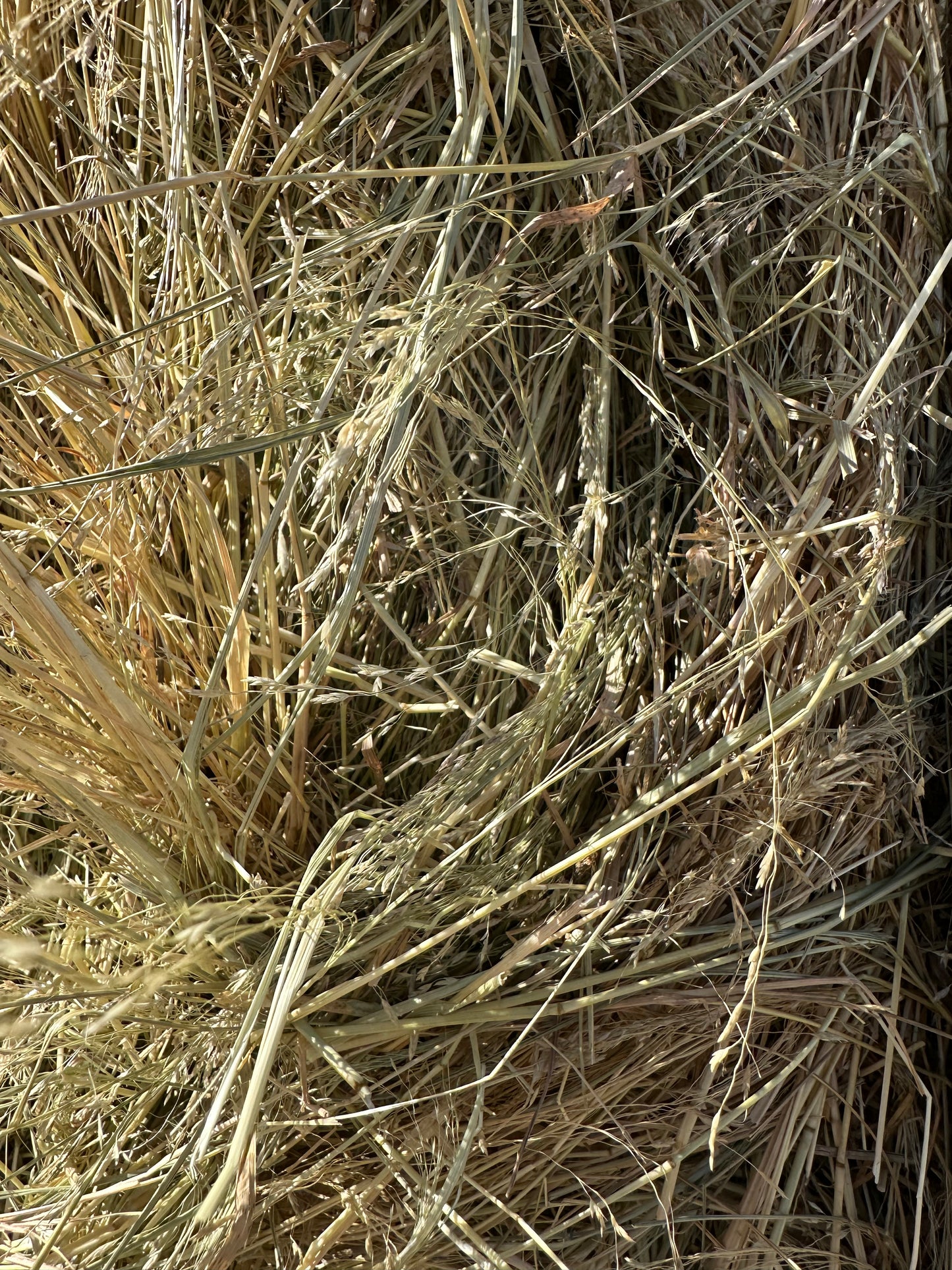 Teff Hay (low sugar - tested)