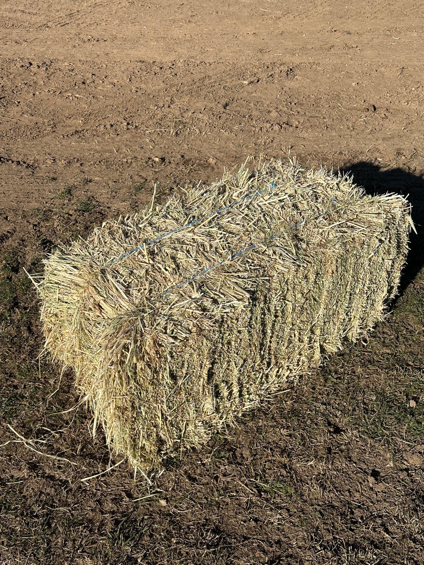 Rhodes hay