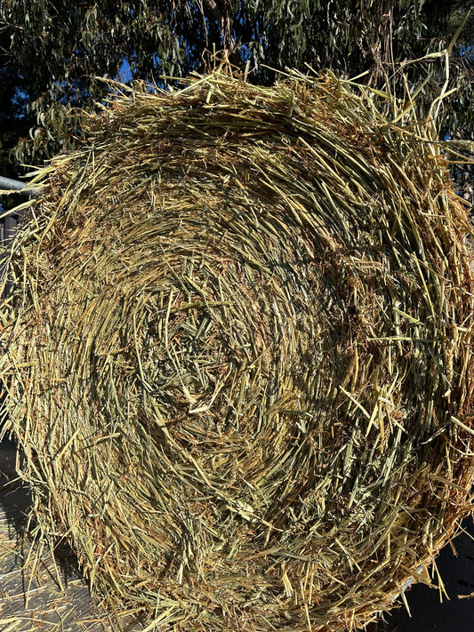 Beardless Wheaten Round Bales 4x4 ( Inc delivery)