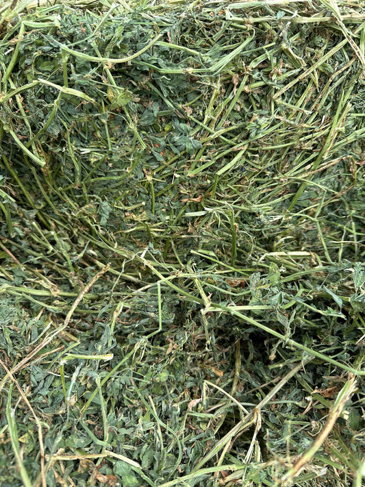Lucerne Round Bales (Freshly Baled)