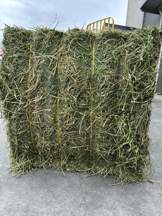 Large Lucerne Square Bales 8x3x3 (delivered)
