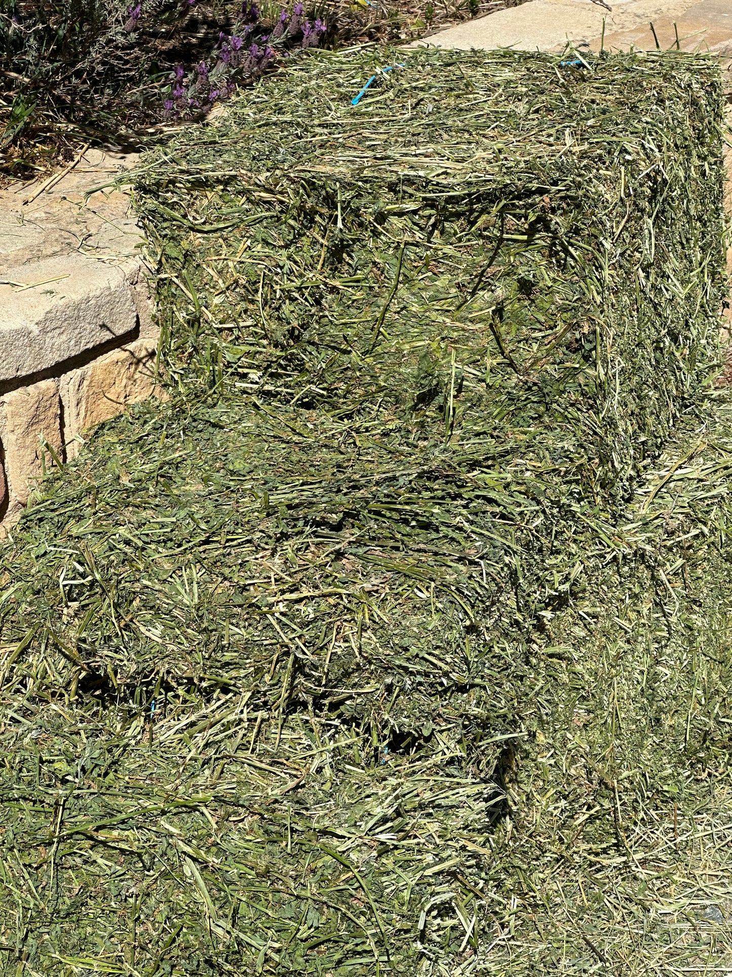 2nd grade Lucerne Hay