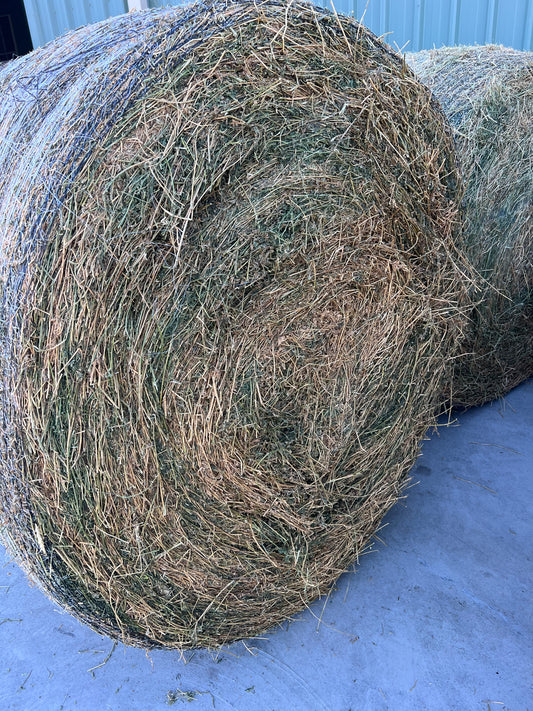 Lucerne Rounds