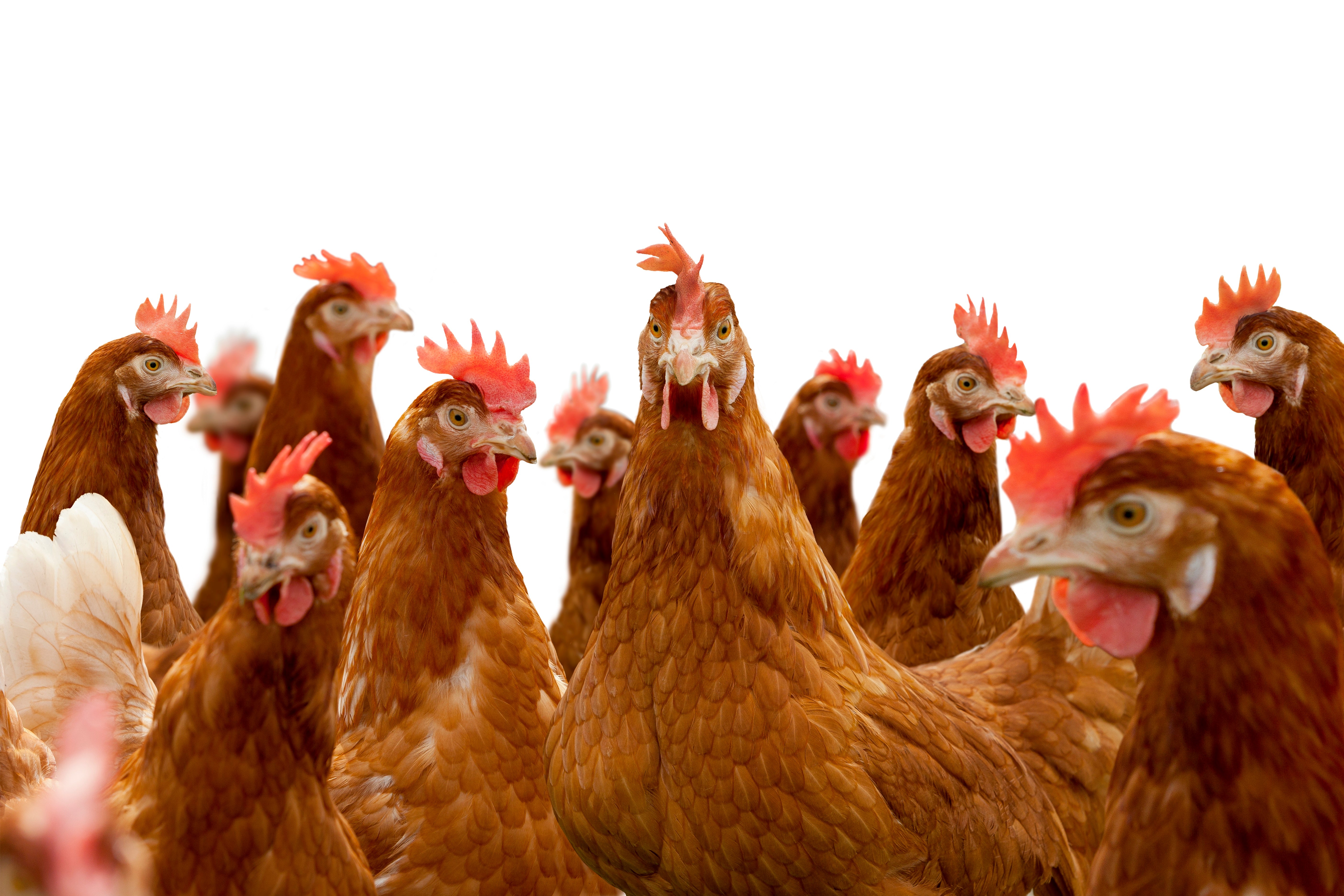 PRE-ORDER 31st JULY Isa Brown PULLETS – Bundara Park Stockfeeds