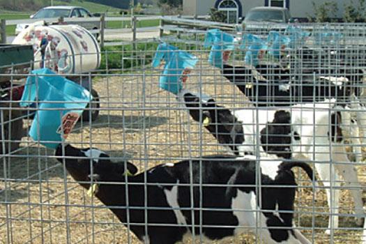 Calf Feeder 6L (Reversible)