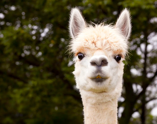 Conqueror Alpaca Pellets 20kg