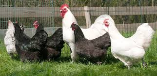 12 week old Australorps
