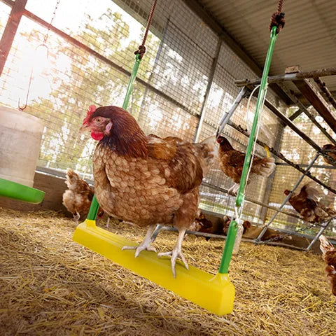 Poultry Chicken swing