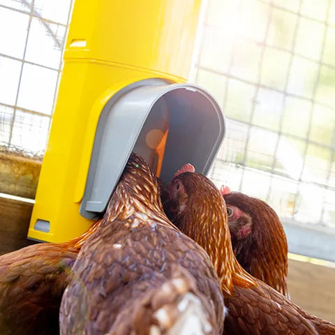 Bainbridge Chook Tower - Feeder