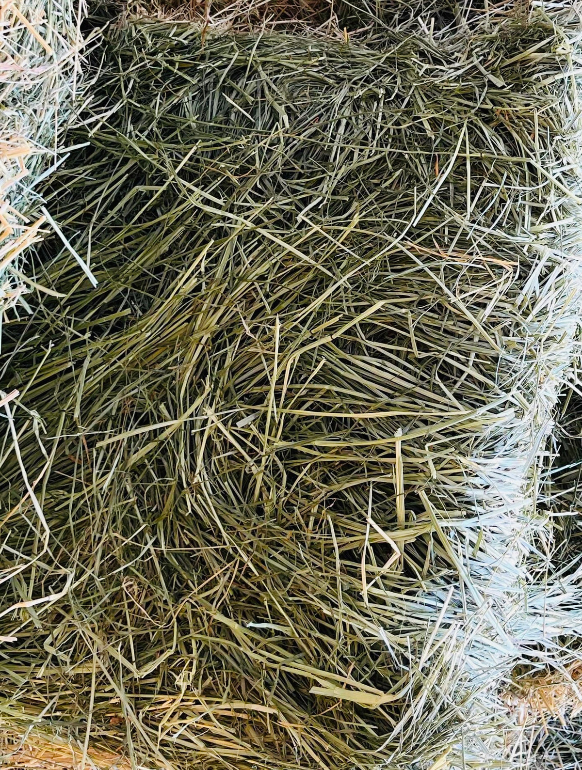 Teff Hay – Bundara Park Stockfeeds