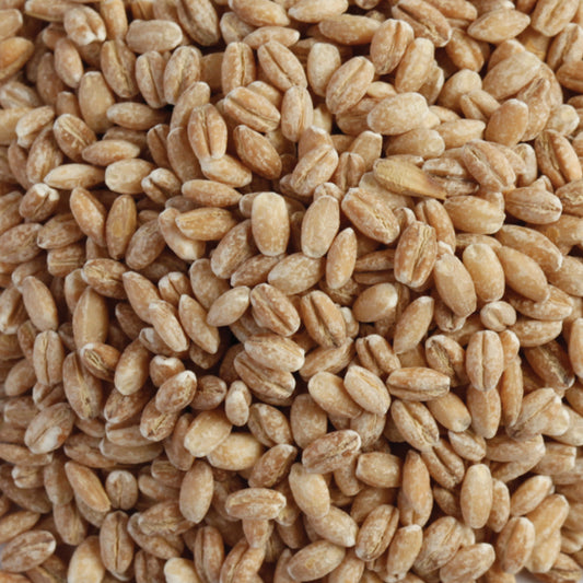 Whole Barley 20kg